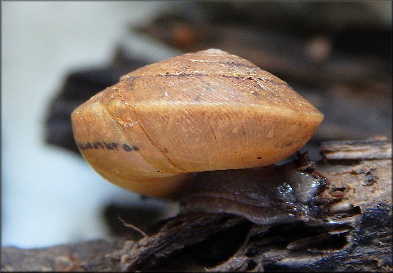 Ventridens eutropis Pilsbry, 1946 Carinate Dome