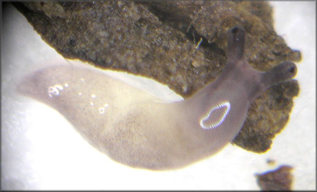 Deroceras laeve (Mller, 1774) Meadow Slug Hatchling