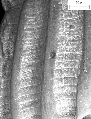 Turbonilla (Strioturbonilla) deboeri De Jong and Coomans, 1988