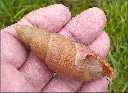 Euglandina rosea (Frussac, 1821) Predator Damage