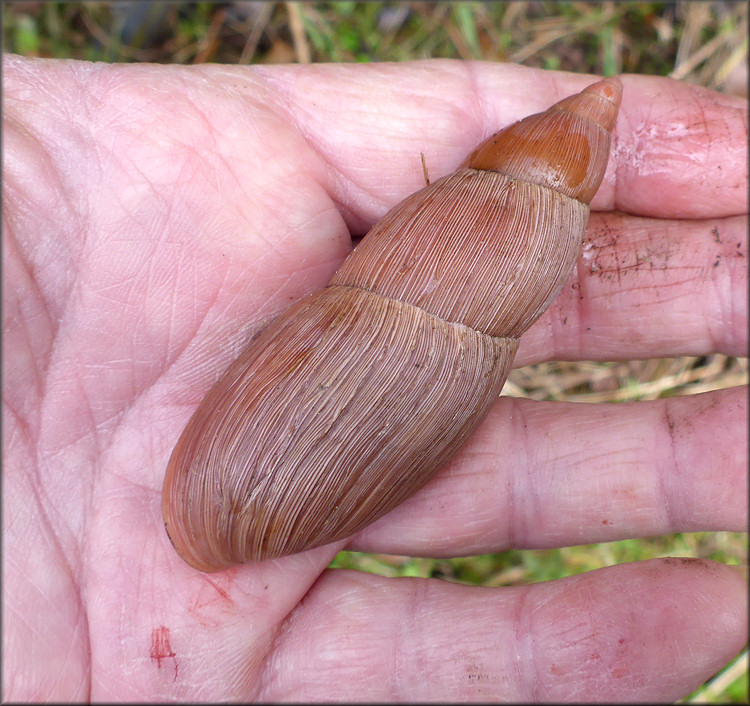 Euglandina rosea (Frussac, 1821) Rosy Wolfsnail - Very Large Specimen