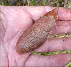 Euglandina rosea (Férussac, 1821) Rosy Wolfsnail - Very Large Specimen