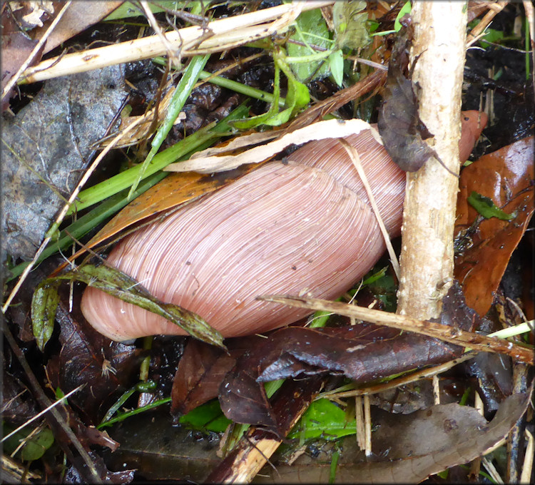 Euglandina rosea (Frussac, 1821) Rosy Wolfsnail - Very Large Specimen