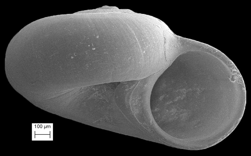 Teinostoma subconicum (H. C. Lea, 1843) Fossil