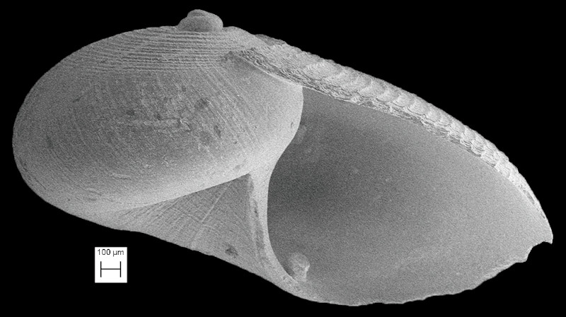 Macromphalina hanseni Ward and Blackwelder, 1987 Fossil