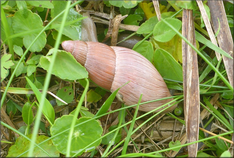 Euglandina rosea (Frussac, 1821) Damaged Shell