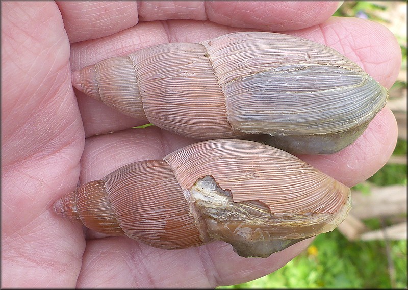 Euglandina rosea (Frussac, 1821) Damaged Shell