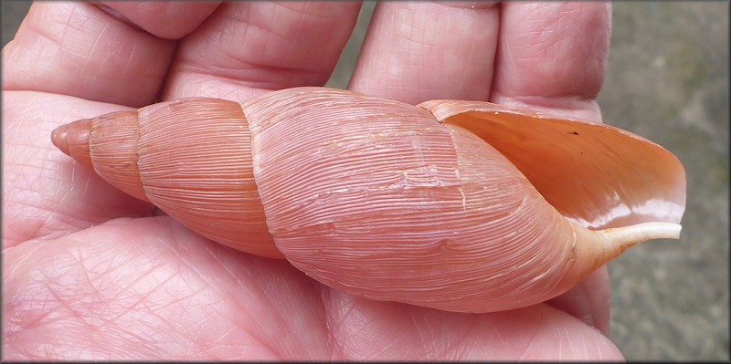 Euglandina rosea (Frussac, 1821) Damaged Shell