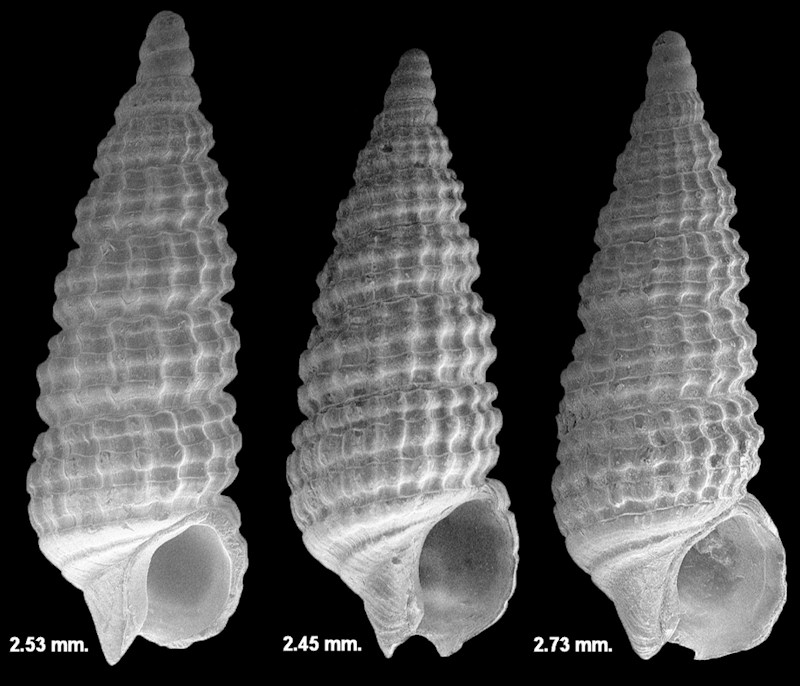 Cerithiopsis ophiura Olsson and Harbison, 1953 Fossil