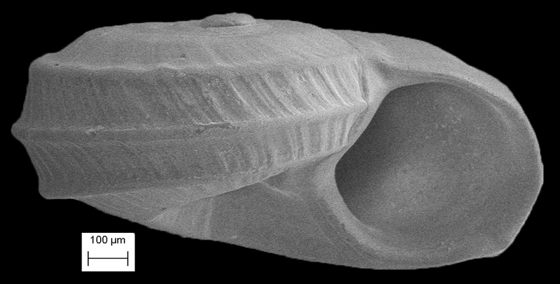 Cyclostremiscus vanbruggeni De Jong and Coomans, 1988