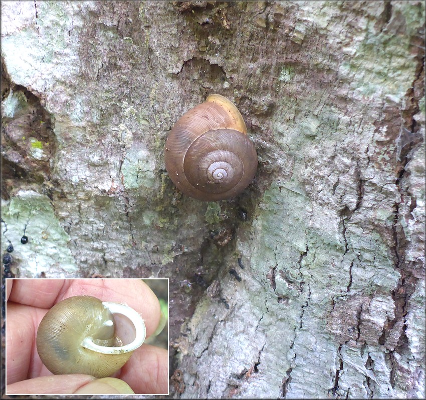 Mesodon thyroidus (Say, 1817) White-lip Globe Up A Tree