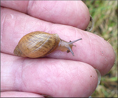 Euglandina rosea (Frussac, 1821) Juvenile