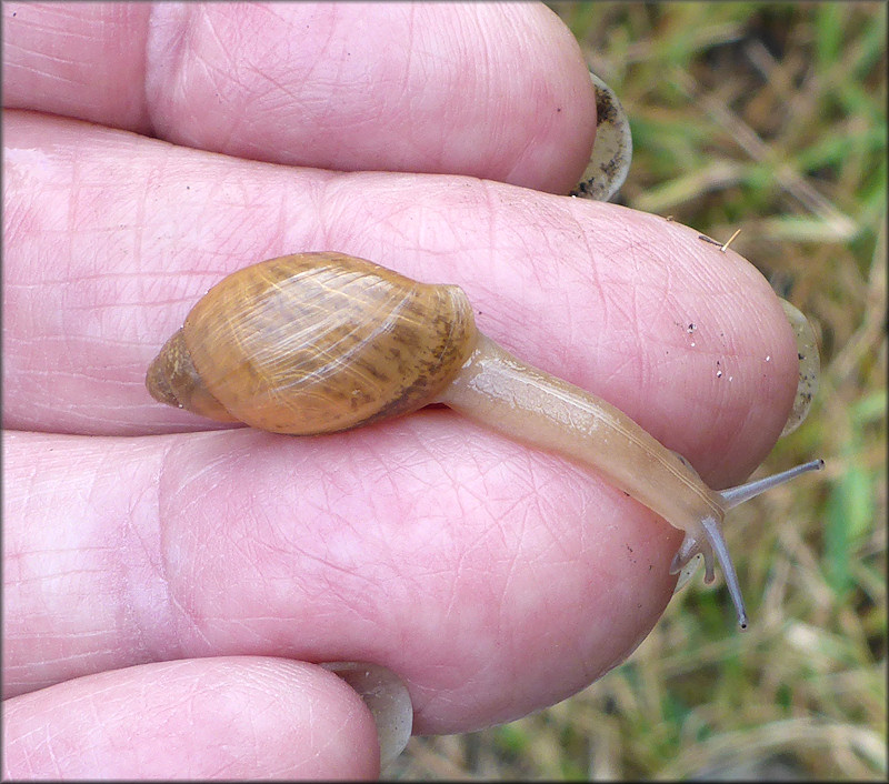 Euglandina rosea (Frussac, 1821) Juvenile