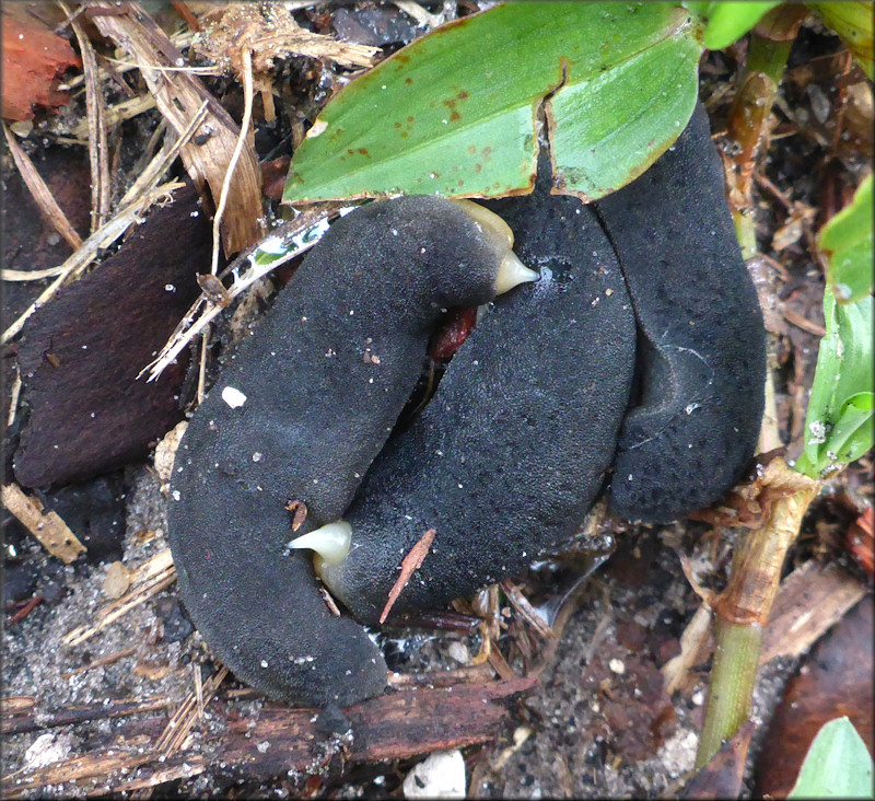 Belocaulus angustipes (Heynemann, 1885) Black-velvet Leatherleaf Mating