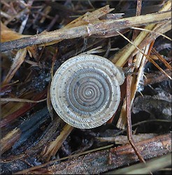 Polygyra septemvolva Say, 1818 Florida Flatcoil In Situ