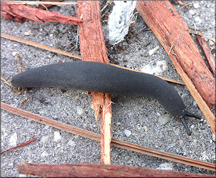 Belocaulus angustipes (Heynemann, 1885) Black-velvet Leatherleaf Along Cortez Road