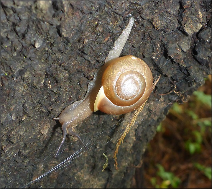 Mesodon thyroidus (Say, 1817) White-lip Globe Up A Tree