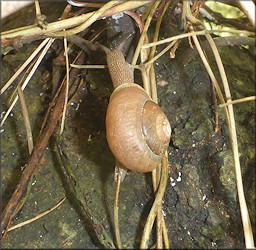 Mesodon thyroidus (Say, 1817) White-lip Globe Up A Tree