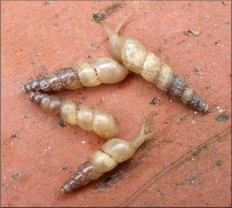 Subulina octona (Bruguire, 1792) Miniature Awlsnail