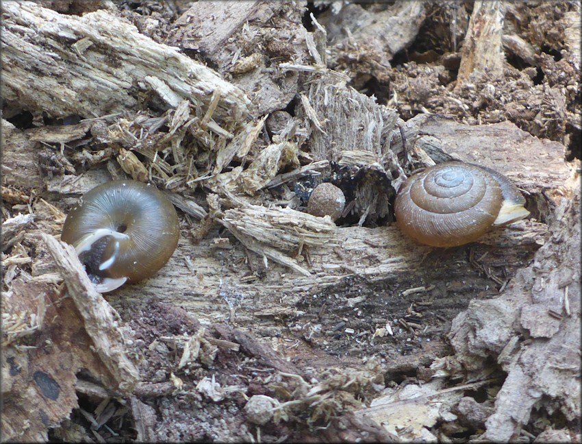 Triodopsis species "Florida Scrub Threetooth" In Situ