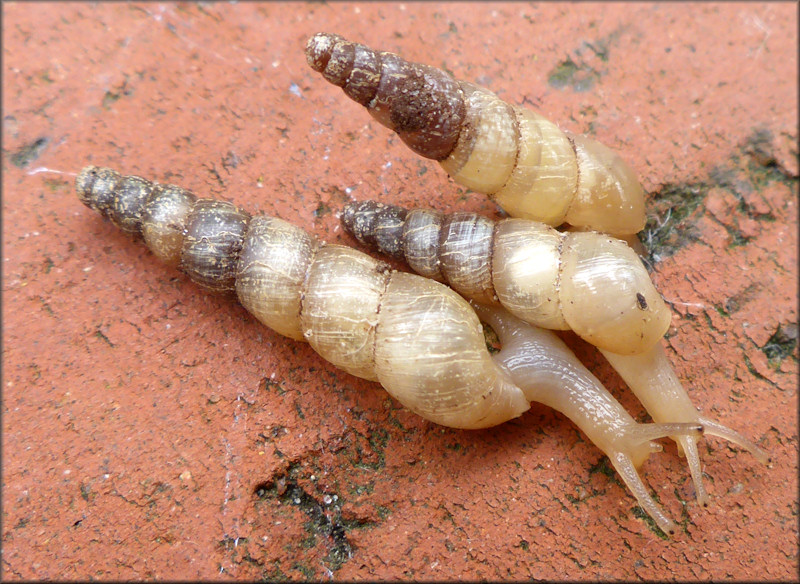 Subulina octona (Bruguire, 1792) Miniature Awlsnail