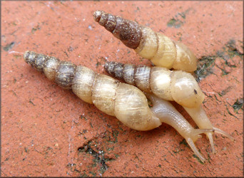 Subulina octona (Bruguire, 1792) Miniature Awlsnail