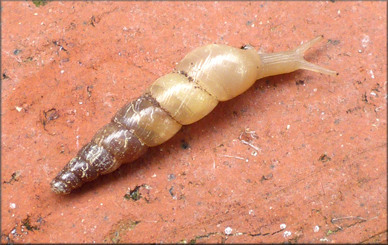 Subulina octona (Bruguire, 1792) Miniature Awlsnail