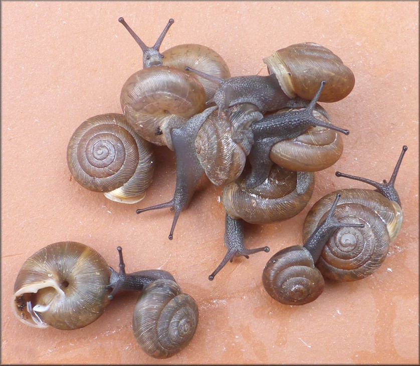 Triodopsis species "Florida Scrub Threetooth"