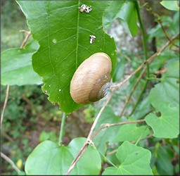 Mesodon thyroidus (Say, 1817) White-lip Globe Up A Tree