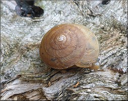 Ventridens eutropis Pilsbry, 1946 Carinate Dome