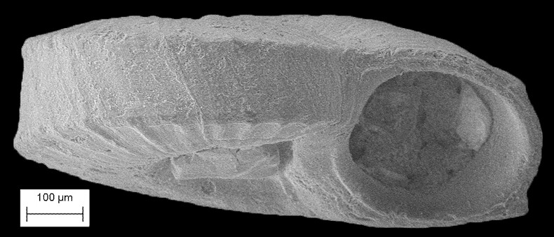 Pleuromalaxis olssoni (PIlsbry in Olsson and Harbison, 1953) [new combination]