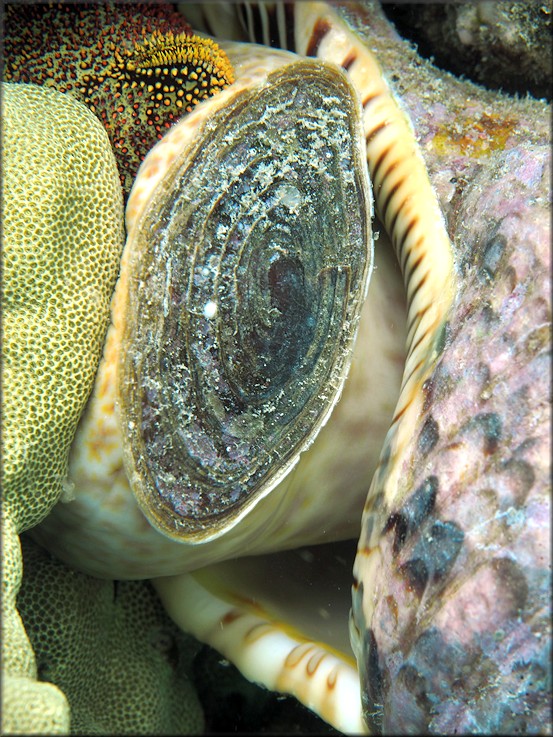 Charonia tritonis (Linnaeus, 1758) Feeding on sea star