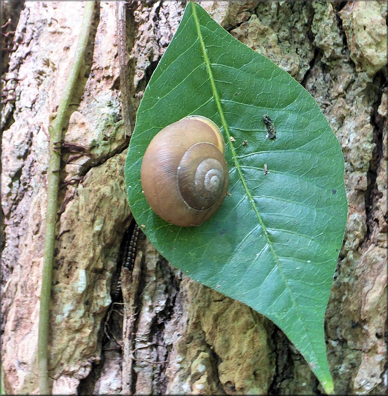 Mesodon thyroidus (Say, 1817) White-lip Globe Up A Tree