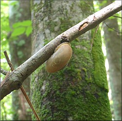 Mesodon thyroidus (Say, 1817) White-lip Globe Up A Tree