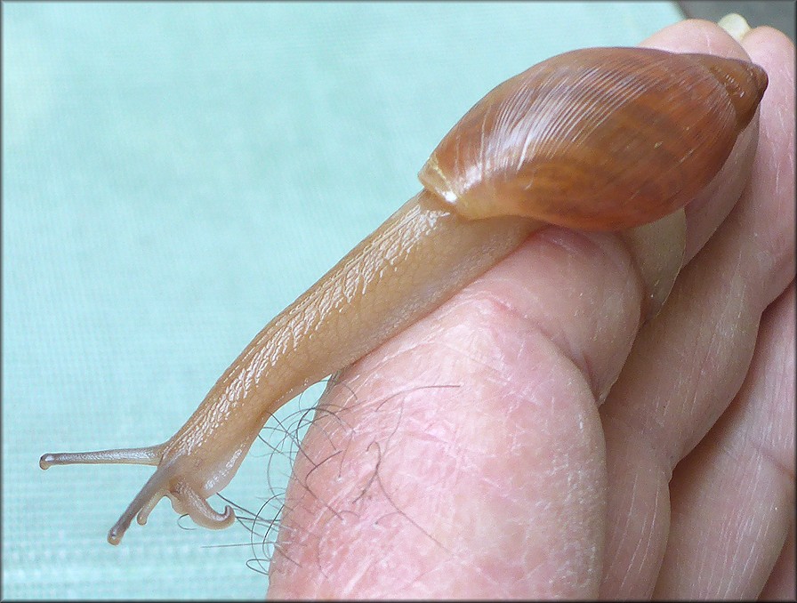 Euglandina rosea (Frussac, 1821) Juvenile