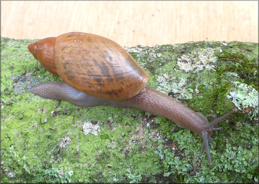 Euglandina rosea (Frussac, 1821) Rosy Wolfsnail