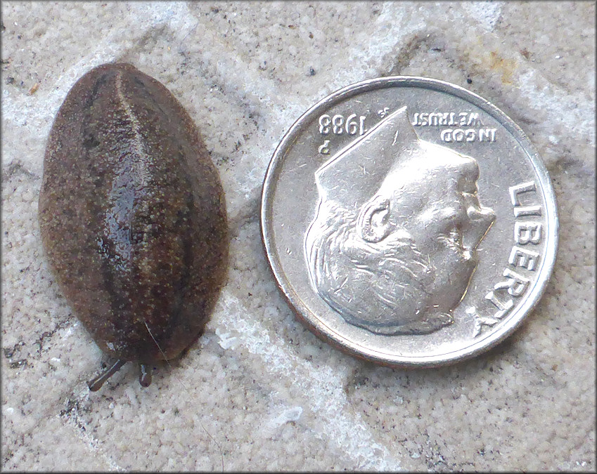 Leidyula floridana (Leidy, 1851) Florida Leatherleaf Juvenile