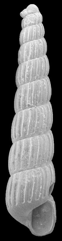 Turbonilla (Chemnitzia) coomansi Van Aartsen, 1994 Fossil