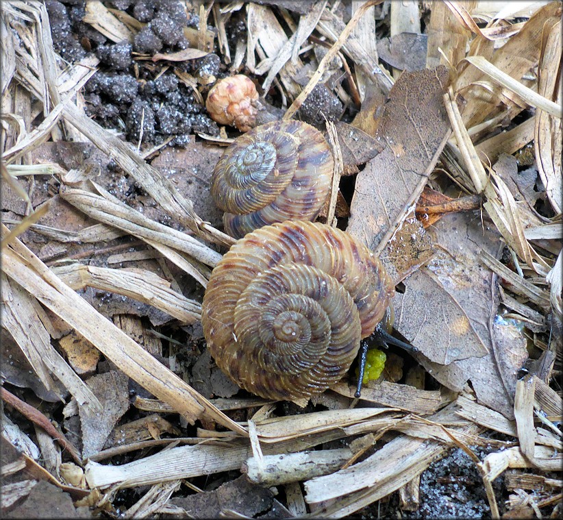 Anguispira cumberlandiana (I. Lea, 1840) Cumberland Tigersnail