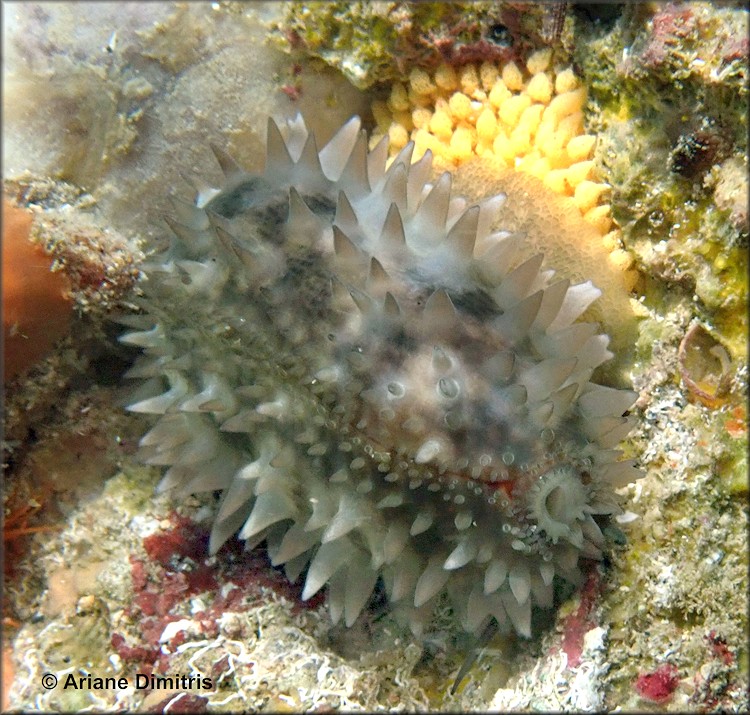 Macrocypraea cervus (Linn, 1771) Atlantic Deer Cowrie With Eggs