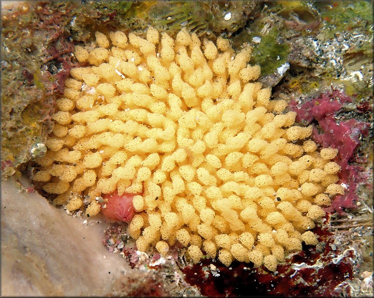 Macrocypraea cervus (Linn, 1771) Atlantic Deer Cowrie With Eggs