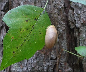 Mesodon thyroidus (Say, 1817) White-lip Globe Up A Tree