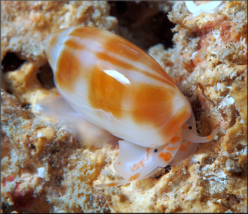 Volvarina albolineata (d'Orbigny, 1842) White-line Marginella