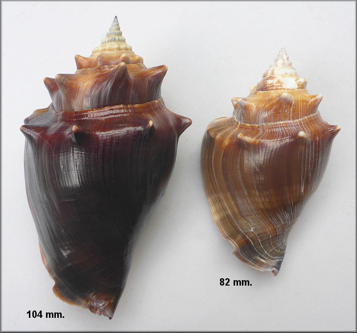 Strombus alatus Gmelin, 1791 Florida Fighting Conch 