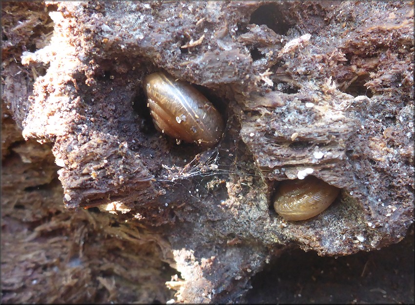 Triodopsis species "Florida Scrub Threetooth" In Situ