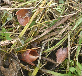 Euglandina rosea (Frussac, 1821) Predation Probably By Mammal