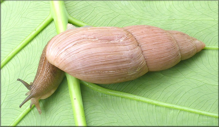 Euglandina rosea (Frussac, 1821) Rosy Wolfsnail - Very Large Specimen