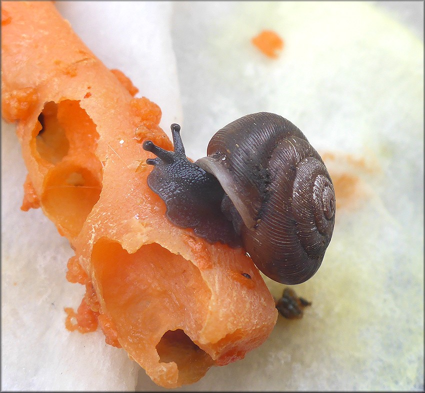 Triodopsis species "Florida Scrub Threetooth" Sinistral Specimen