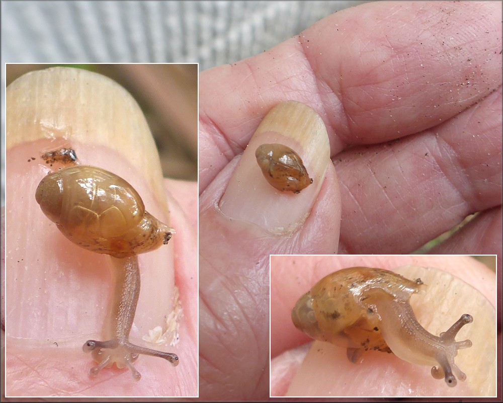 Euglandina rosea (Frussac, 1821) Juvenile