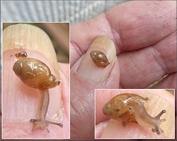 Euglandina rosea (Frussac, 1821) Juvenile